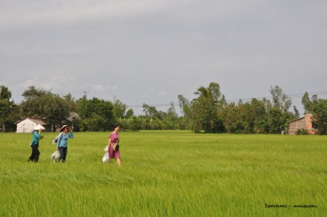 Tour Du Lịch Sài Gòn - Đồng Tháp (Vườn Cò Sa Đéc) - Vinh Sang 3 Ngày 2 Đêm